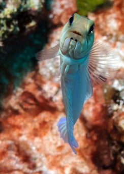 Yellow Head Jawfish